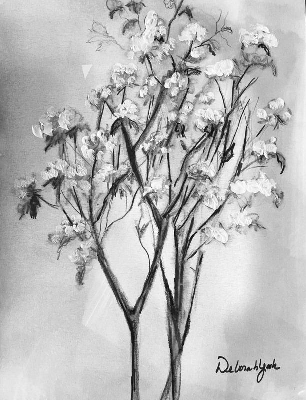 BLACK AND WHITE BAB'S BREATH