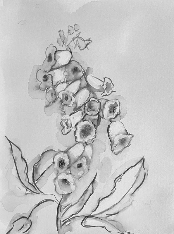 Black and White Foxglove Part 2