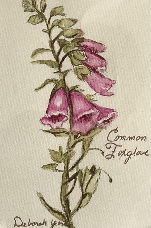 fOXGLOVE9930.jpg